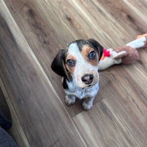 Meet your Posher, Jessie